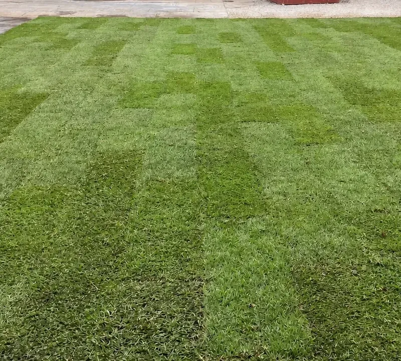 Close-up of thick, freshly laid lawn